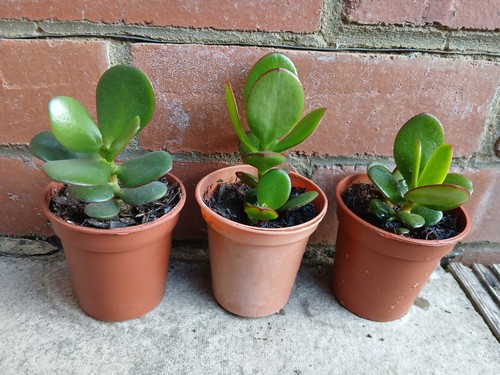 Established small money - 3,