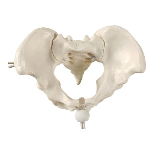 Movable pelvis model female - movable,