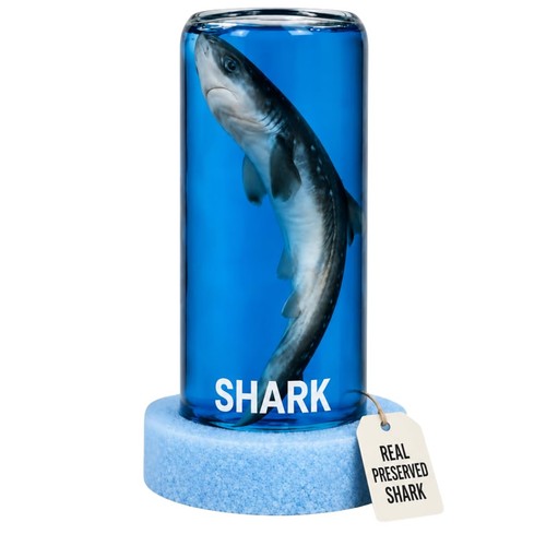 Real shark jar authentic - real,