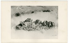 COCKER FIELD SPRINGER SPANIEL