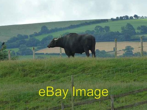Photo 6x4 water - water, buffalo