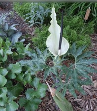 10 seeds  DRACUNCULUS VULGARIS