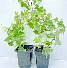 Alive climbing ivy - alive, hedera