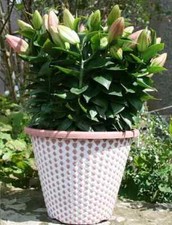Large pinecone planter pots - pinecone,