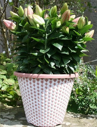 Large pinecone planter pots - pinecone,