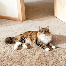Carpet Protector for