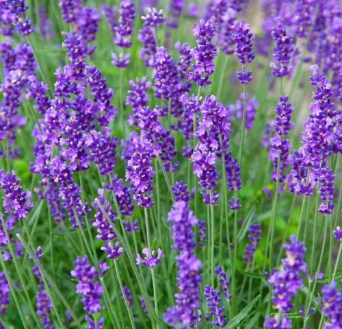 Lavender munstead plants - lavender,