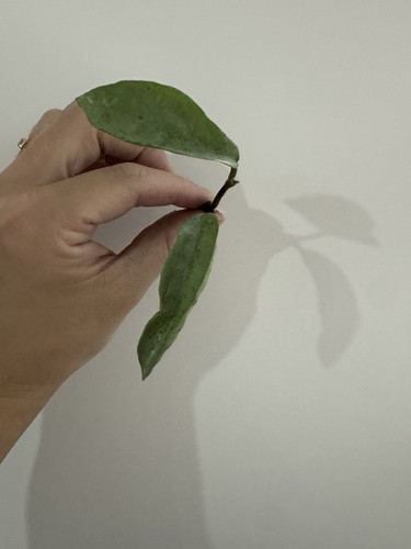 Hoya carnosa nova ghost - hoya, fresh
