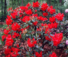 Rhododendron Vulcan Flame Dwarf - 4Ltr Pot Large XXXL Flowering Evergreen Shrub