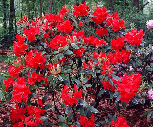 Rhododendron vulcan flame - vulcan,