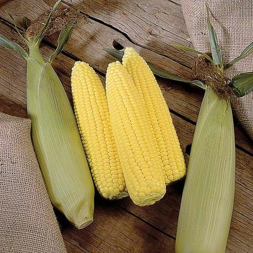 Sweetcorn swift f1 plug - sweetcorn, 'swift'