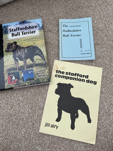 Staffordshire bull terrier - bull,