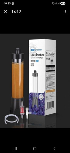Brine shrimp artemia - shrimp,