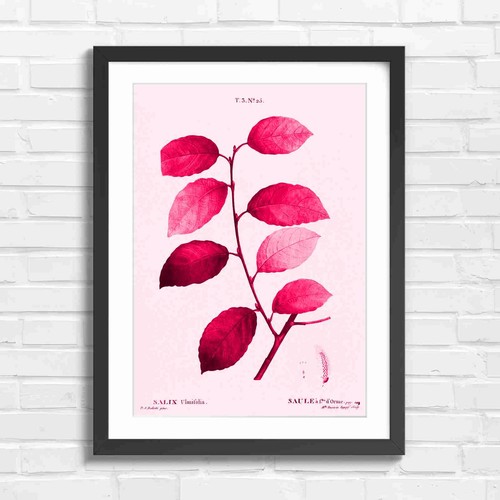 Botanical willow branch - botanical,