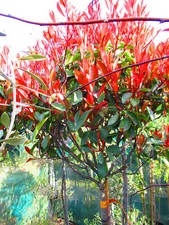6ft  inc. pot 25litre EVERGREEN Photinia Red Robin STANDARD 3ft stem