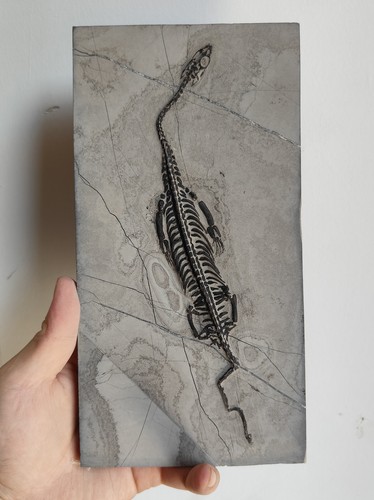 Keichousaurus skeleton fossil - skeleton,