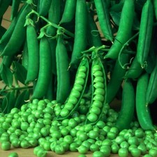 Pea 'Kelvedon Wonder' X 150