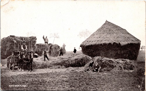 Haymaking shire heavy horses - shire,