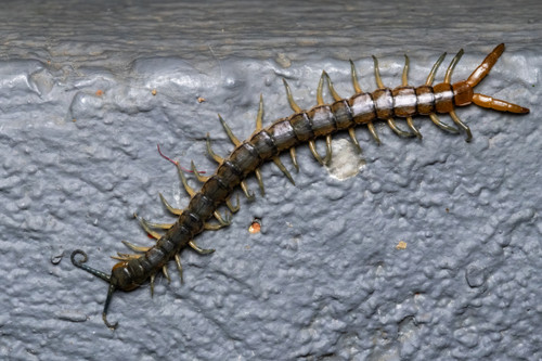 Scolopendra viridis centipede - viridis,