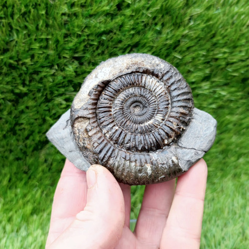 Ammonite fossil whitby big - ammonite,
