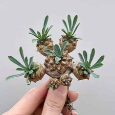 8cm Succulent Cactus Plant