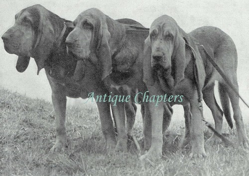 Bloodhound dog revival lady - dog,