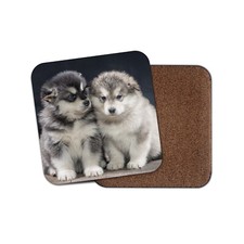 Alaskan Malamute Puppies