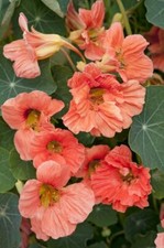 15 Salmon Baby Nasturtium