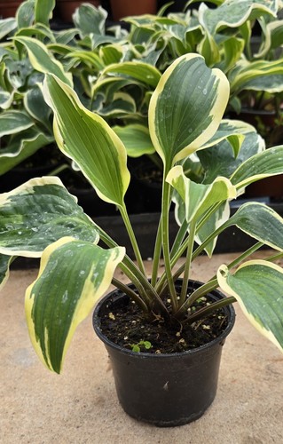Hosta lacy belle in 10cm - in,