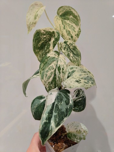 Scindapsus jade satin - 'jade,
