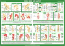 Spine Anatomy Poster | Lower
