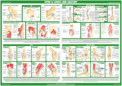 Spine anatomy poster lower - spine,