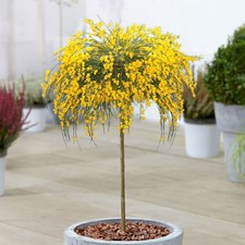 Cytisus Golden Tears Patio Tree Broom Plant Outdoor Garden Plants Trees in Pot