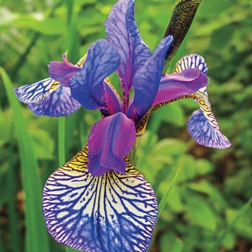 Siberian iris shakers - iris, prayer