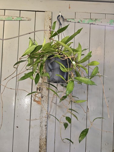 Huge hoya pubicalyx - pubicalyx,, in