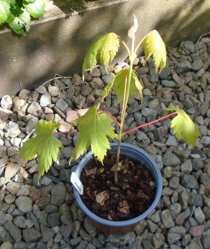 Acer spicatum mountain maple - ,,