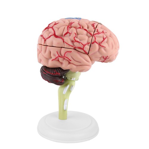 Anatomical brain model - brain,