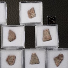 Fossil Dinosaur Egg Shell