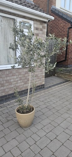 Olive tree 175cm - 175cm, uk