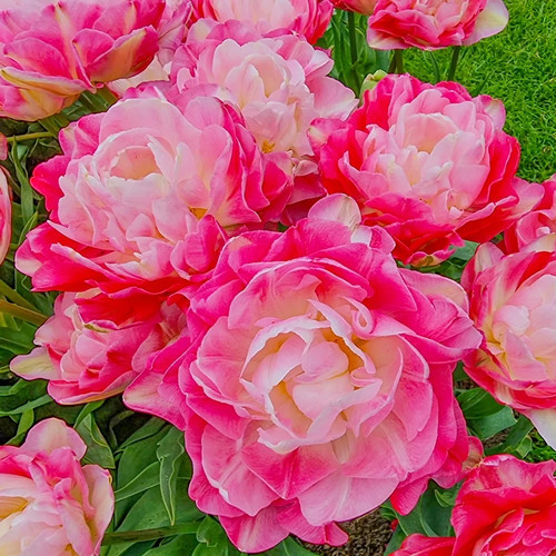 New plant double sugar - new, tulip