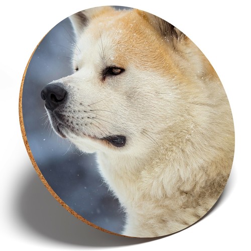Akita japanese shiba inu - x,