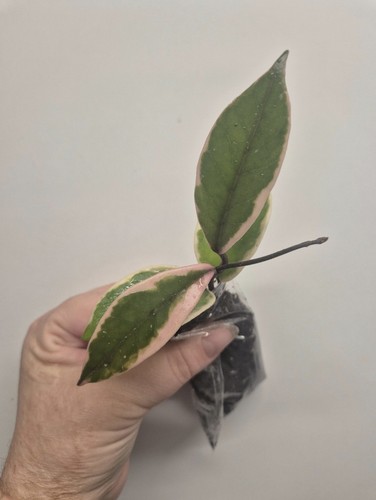 Hoya carnosa flamingo dream - carnosa,