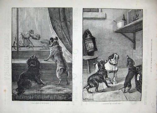 Original old antique print - antique,