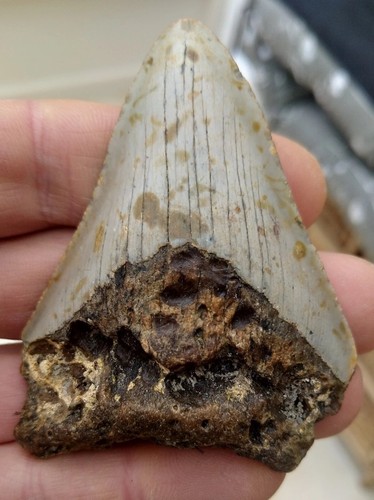 Megalodon tooth - , (serrated)