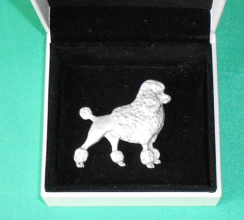 White grey poodle - white, dog