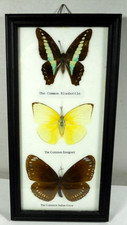 framed 3 real butterfly taxidermy Common Indian Crow, Emigrant, Bluebottle art