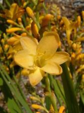 Crocosmia Citronella
