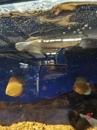 Live arowana 6 8 inches - , 6-8