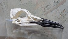 Guillemot Skull #1- Taxidermy