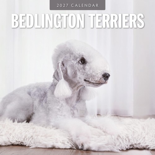 Bedlington terriers 2027 - bedlington,